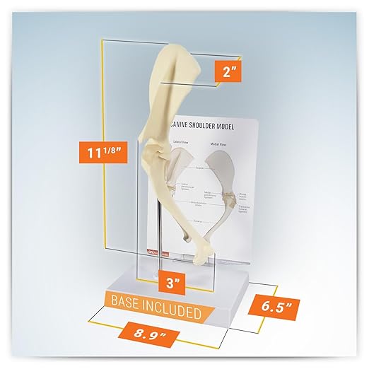 GPI Anatomicals - Canine Shoulder Model, Normal Shoulder Joint Replica for Canine Anatomy and Physiology Education, Anatomy Model for Veterinarian’s Offices and Classrooms, Medical Learning Resources