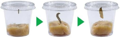 Insect Lore Butterfly Garden - Pavilion School Kit with 33 Live Caterpillars - 2ft Tall Habitat, STEM Activity Journal, Cups & Tools Included - Immersive Classroom Life Cycle Learning