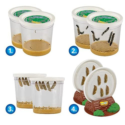 Insect Lore Live Butterfly Garden Life Cycle Observation Kit with 10 Live Baby Painted Lady Caterpillars - Habitat and Supplies Included