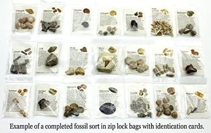 DANCING BEAR Fossil Collection Sorting Activity Kit with Over 100 Pcs (More Than 20 Different Fossil Varieties!), Educational ID Sheet, Color ID Cards, Bags, Magnifying Glass, and Shark Teeth