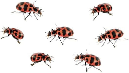 Insect Lore Live Baby Ladybug Larvae - Ladybug Growing Kit REFILL with Ladybug Life Cycle Toy Figurines - SHIP NOW