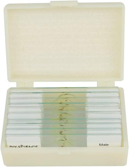 Prepared Whole Insects Microscope Slides Set, 10pcs Specimens for Kids Students Biology Class, Educational Gift (Whole Insects)