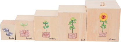 Wooden Life Cycle Nesting Blocks, Sorting & Stacking Montessori Toys for Kids, Preschool Educational Learning Cube Boxes for Toddlers 3+, Science Toy Set for Baby Boys & Girls (5 Pcs)