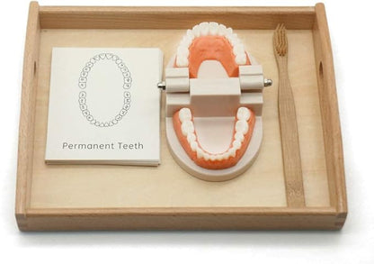 MEROCO Montessori Practical Life Brushing Teeth Model and Cards Montessori Homeschool Learning Preschool Toys for Toddlers