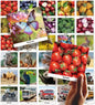 Dotimo 30 Nouns on Flashcards, Picture & Word Photo Cards – Language Builder Visual Aid, Language Learning Tool for Autism, ESL Teaching Materials for Adults, Vocabulary for Kids 3+