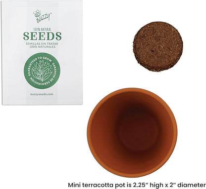 BUZZY Seeds Holiday Mini Terracotta Pots Grow Kit, 12-Pack Assorted Christmas Basil, Spruce, and Alyssum Seed Packets, Indoor Plant Starter Set, Stocking Stuffers, Party Favors