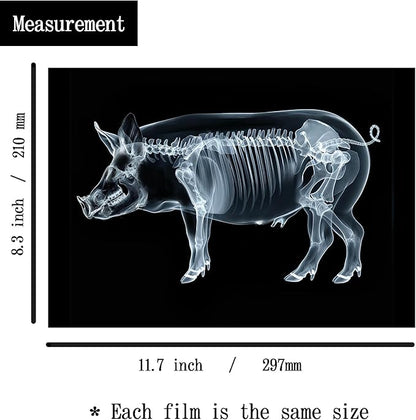 Animal X-Ray Set, Educational Science Kit, Light Table Accessory for Children (Farm Animals)