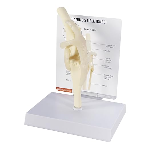 GPI Anatomicals - Canine Knee Model, Normal Knee Joint Replica for Canine Anatomy and Physiology Education, Anatomy Model for Veterinarian’s Offices and Classrooms, Medical Learning Resources