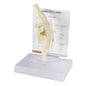 GPI Anatomicals - Canine Knee Model, Normal Knee Joint Replica for Canine Anatomy and Physiology Education, Anatomy Model for Veterinarian’s Offices and Classrooms, Medical Learning Resources