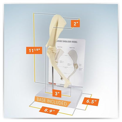 GPI Anatomicals - Canine Shoulder Model, Normal Shoulder Joint Replica for Canine Anatomy and Physiology Education, Anatomy Model for Veterinarian’s Offices and Classrooms, Medical Learning Resources