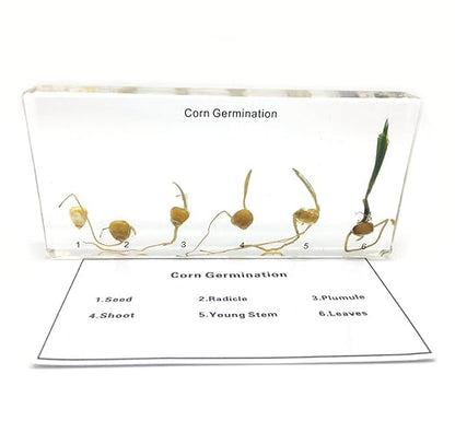 Corn Germination in Acrylic Block Lifecyle of Corn Biology Science Classroom Specimens (Corn Germination)