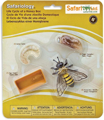 Safari Ltd. Life Cycle of a Honey Bee - Educational Toy Figurines - Miniature Bee Lifecycle Collection for Boys, Girls & Kids Age 4+
