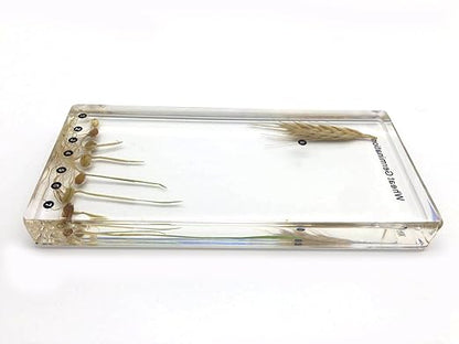 Wheat Germination in Acrylic Block Lifecyle of Wheat Biology Science Classroom Specimens (Wheat Germination)