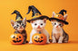 Kittens and Pumpkins - Adult Wizard Hat Halloween 120 Pieces Adult Puzzle - Challenging Family Activities