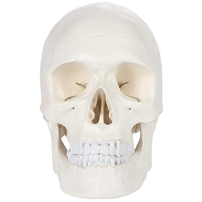 Axis Scientific Human Skull Model for Anatomy Life Size, 3-Part Anatomy Skull Includes Skull Cap with External and Interior Structures, Includes Detailed Product Manual, Skull for Anatomy