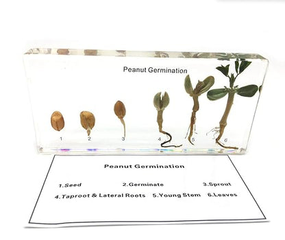 Peanut Germination in Acrylic Block Lifecyle of Peanut Biology Science Classroom Specimens (Peanut Germination)