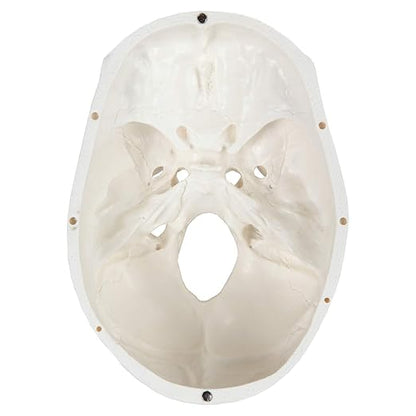 Axis Scientific Human Skull Model for Anatomy Life Size, 3-Part Anatomy Skull Includes Skull Cap with External and Interior Structures, Includes Detailed Product Manual, Skull for Anatomy