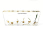 Corn Germination in Acrylic Block Lifecyle of Corn Biology Science Classroom Specimens (Corn Germination)