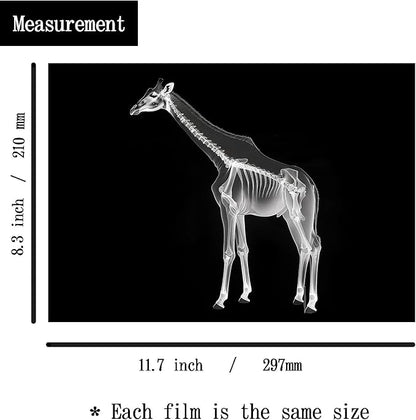 Animal X-Ray Set, Educational Science Kit, Light Table Accessory for Children (Wild Animals)