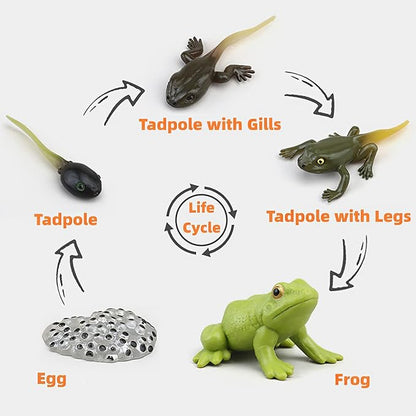 Montessori Frog Life Cycle with Flash Cards, Plastic Insects Tadpole to Frog Kit Toy, Realistic Animal Figurines