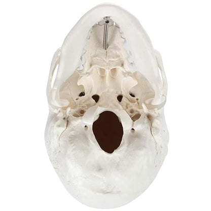Axis Scientific Human Skull Model for Anatomy Life Size, 3-Part Anatomy Skull Includes Skull Cap with External and Interior Structures, Includes Detailed Product Manual, Skull for Anatomy