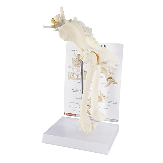 GPI Anatomicals - Canine Pelvis Model, Normal and Osteoarthritic Hip Joint Bones for Anatomy, Physiology Education, Anatomy Model for Veterinarian’s Offices and Classrooms, Medical Learning Resources
