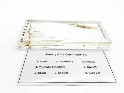 Paddy Rice Germination in Acrylic Block Lifecyle of Paddy Rice Biology Science Classroom Specimens (Paddy Rice Germination)