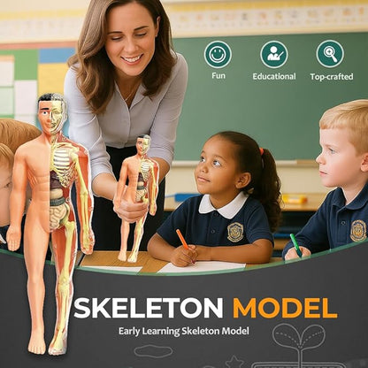 Clear Human Body Structure Model, Removable 3D Body Model Kit with Brain and Body Torso, Physiology Study Tools, STEM Children Educational Toys Gifts for Boys and Girls