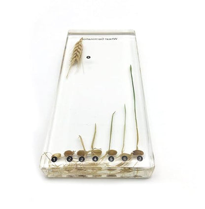 Wheat Germination in Acrylic Block Lifecyle of Wheat Biology Science Classroom Specimens (Wheat Germination)