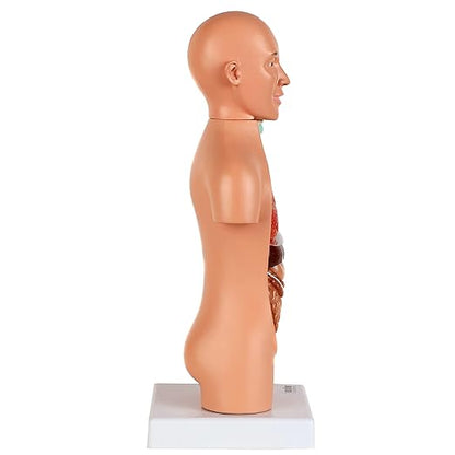 Axis Scientific 14-Part Unisex Micro Torso Anatomy Teaching Model, Includes Teaching Booklet, Human Anatomy System Miniature, Demonstration Skill, Educational Model Includes Product Manual