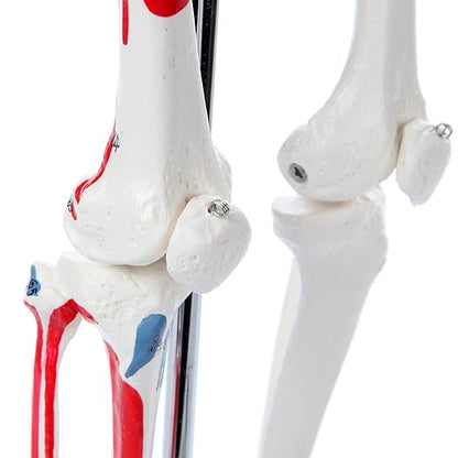 Axis Scientific Mini Human Skeleton Model with Metal Stand, 31" Tall, Painted and Numbered Muscle Insertion and Origin Points, Product Manual for Study