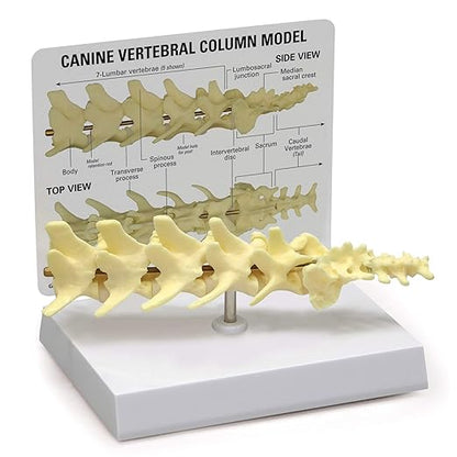 GPI Anatomicals - Canine Vertebral Column Model, Spine Model Replica for Canine Anatomy and Physiology Education, Anatomy Model for Veterinarian’s Offices and Classrooms, Medical Learning Resources