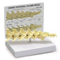 GPI Anatomicals - Canine Vertebral Column Model, Spine Model Replica for Canine Anatomy and Physiology Education, Anatomy Model for Veterinarian’s Offices and Classrooms, Medical Learning Resources