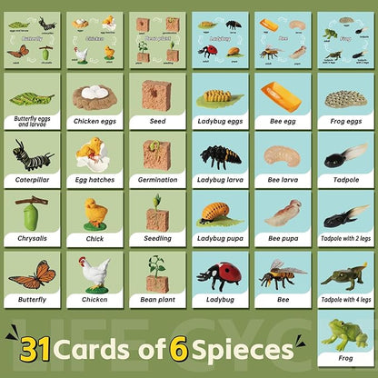 Life Cycle Kit Toy Montessori, Realistic Figurines Set for Kids with 25 Pieces Animals & Plants, Learning & Education Activity Games for Children 3 + |Preschool Classroom Must Haves