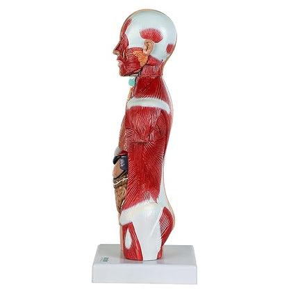 Axis Scientific 14-Part Unisex Micro Torso Anatomy Teaching Model, Includes Teaching Booklet, Human Anatomy System Miniature, Demonstration Skill, Educational Model Includes Product Manual