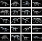 Chunful 20 Pcs Animal X-Ray Kit Wildlife X-Ray Flash Cards Educational Science Kit Light Table Toys Accessory, 11.7" x 8.3'' (Dinosaurs)
