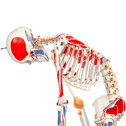 Axis Scientific Flexible Skeleton Anatomical Model, Painted and Numbered Life-Size Skeleton with Flexible Spine, Muscle Insertion and Origin Points, Includes Base, Dust Cover