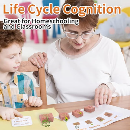 Montessori Life Cycle Animal Figurines Learning & Education Toys, Plastic Turtle Chicken Ant Plant Mantis Salmon Toys for Kids, Preschool Learning Activities for Toddlers