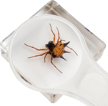Insect Specimen Set, Bugs Collection Scientific Education Gift for Kids Aged 3-8-12 (Millipede, Centipede, Dragonfly Larvae, Tea Seed Bug, Red Longhorn Beetle, Spiny Spider)