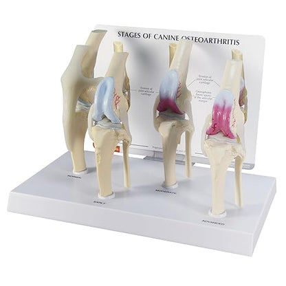 GPI Anatomicals - 4-Stage Canine Knee Model Set, Degenerative Joint Disease Models for Canine Anatomy and Physiology Education, Anatomy Model for Veterinarian’s Offices, Medical Learning Resources