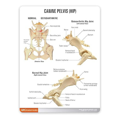 GPI Anatomicals - Canine Pelvis Model, Normal and Osteoarthritic Hip Joint Bones for Anatomy, Physiology Education, Anatomy Model for Veterinarian’s Offices and Classrooms, Medical Learning Resources