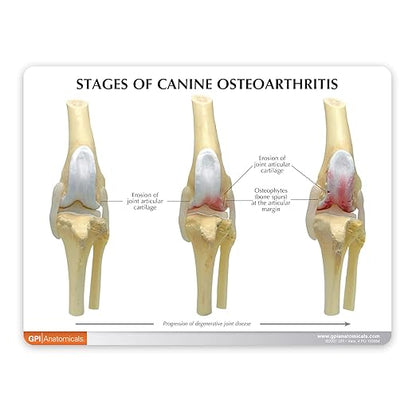 GPI Anatomicals - 4-Stage Canine Knee Model Set, Degenerative Joint Disease Models for Canine Anatomy and Physiology Education, Anatomy Model for Veterinarian’s Offices, Medical Learning Resources