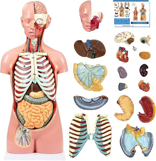 Human Torso Anatomy Model, 33.4" 19 Part Removable Life-Size Model with Heart Brain Visceral Organ Muscular Layers Bone Vessels Nerves Includes Product Manual for Medical Scientific Education
