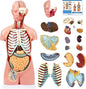 Human Torso Anatomy Model, 33.4" 19 Part Removable Life-Size Model with Heart Brain Visceral Organ Muscular Layers Bone Vessels Nerves Includes Product Manual for Medical Scientific Education