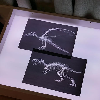 Animal X-Ray Set, Educational Science Kit, Light Table Accessory for Children (Dinosaurs)