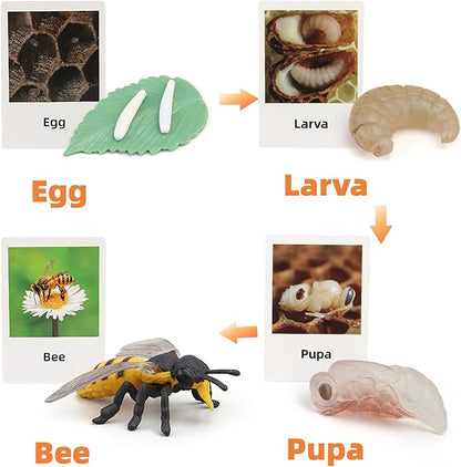 Montessori Bee Life Cycle with Flash Cards, Realistic Animal Figurines Toy, Animal Educational Matching Game for 3+ Year Old Toddlers Kids (Bee)