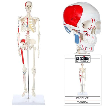 Axis Scientific Mini Human Skeleton Model with Metal Stand, 31" Tall, Painted and Numbered Muscle Insertion and Origin Points, Product Manual for Study