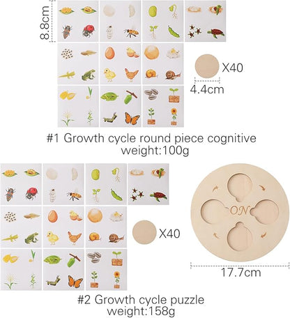Wooden Life Cycle Tray for Kids - Frogs, Butterflies, Chickens, 40 Pieces - Preschool Learning Activities Puzzle Board, Toddlers Education Kit, Classroom Toys for Boys and Girls