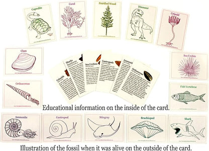 DANCING BEAR Fossil Collection Sorting Activity Kit with Over 100 Pcs (More Than 20 Different Fossil Varieties!), Educational ID Sheet, Color ID Cards, Bags, Magnifying Glass, and Shark Teeth