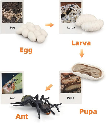 Montessori Life Cycle Animal Figures with Flash Cards, Realistic Animal Figurines Toy, Educational Matching Game for 3+ Year Old Toddlers Kids (Ant)